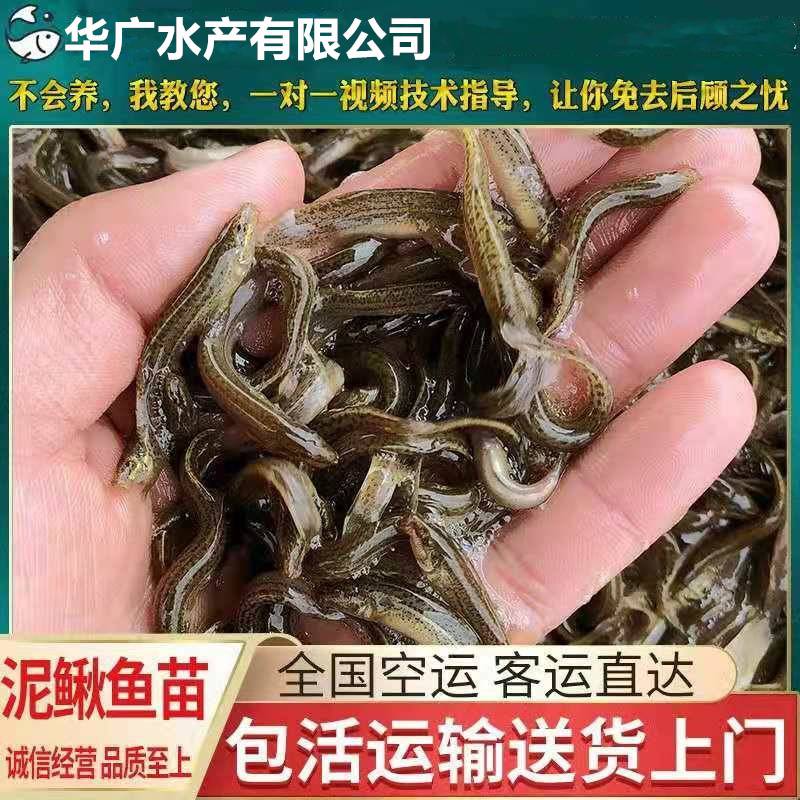 大量出售泥鳅鱼苗台湾泥鳅鱼泥鳅鱼苗泥鳅水花鱼苗鱼苗批发