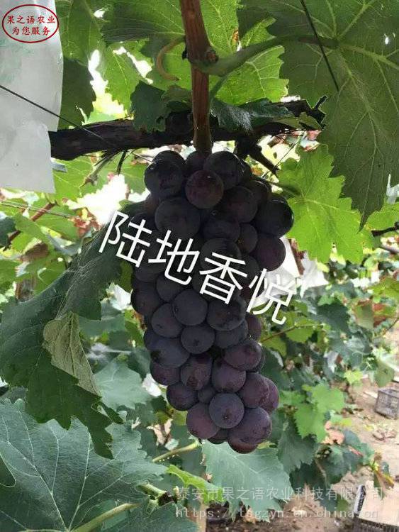 赤霞珠葡萄苗出售、赤霞珠葡萄苗销售