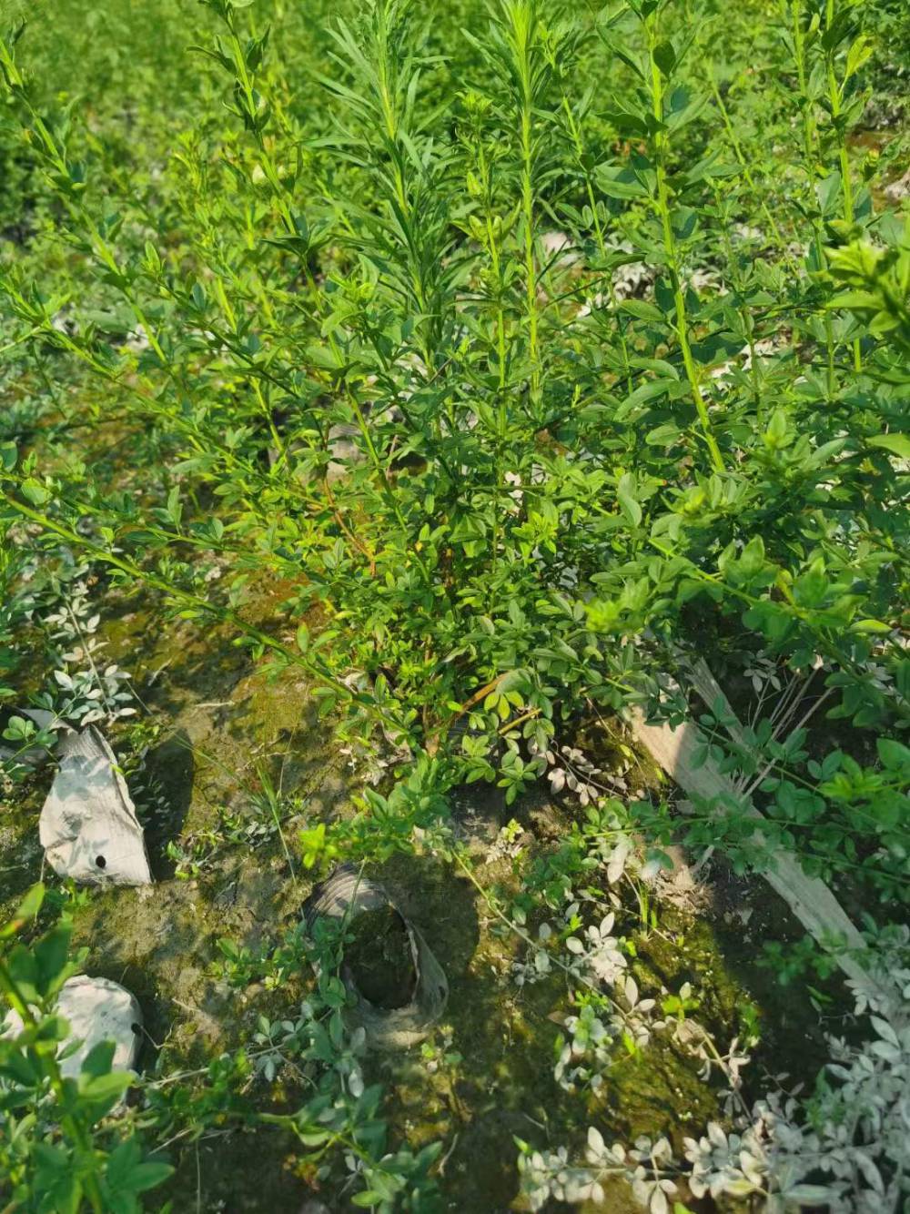 迎春花基地，迎春大杯出售，小杯迎春批发