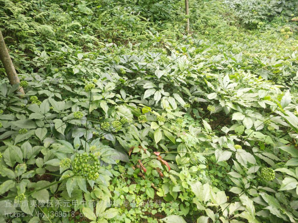 【江西萍鄉新鮮天麻竹節參市場前景怎麼種植】圖片