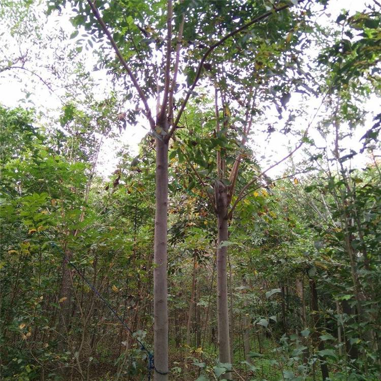 批发供应栾树道路绿化栾树苗绿化工程防护树风景树规格齐全