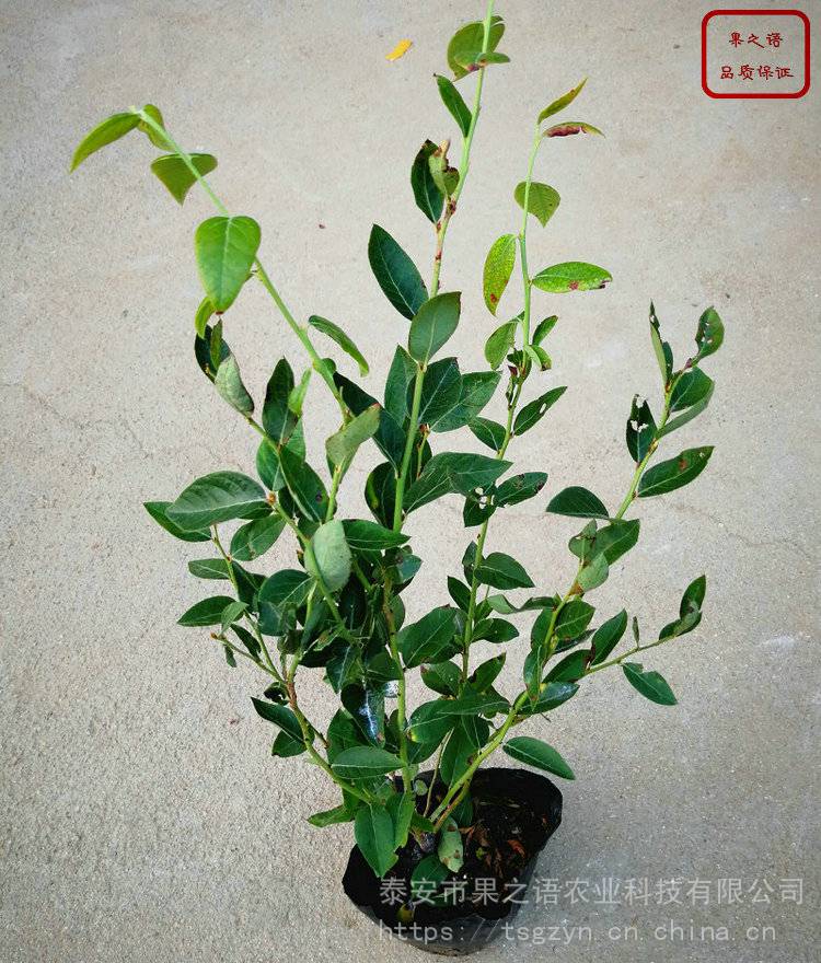 布莱登蓝莓苗价格、布莱登蓝莓苗种植技术