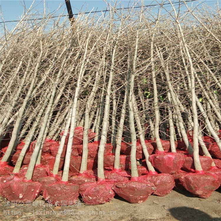 银杏苗3公分带土球50000棵出圃销售苏北沭阳苗木基地