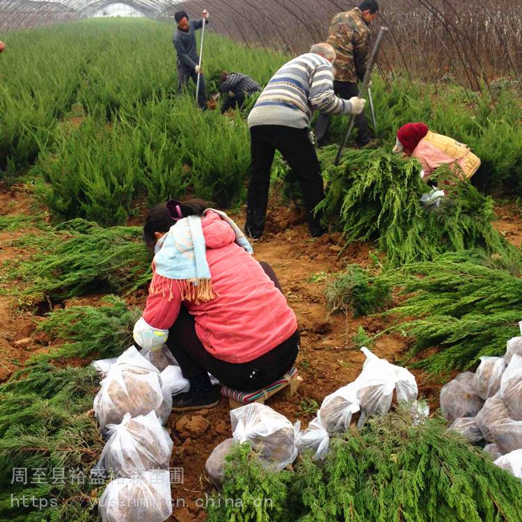 常绿耐修剪绿篱陕西周至国槐种绿化苗木