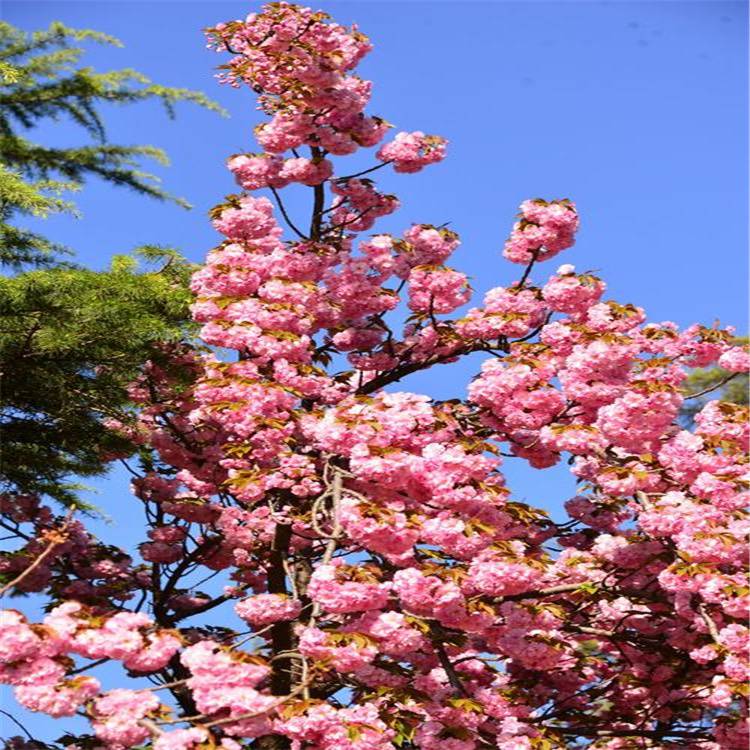 出售绯红晚樱自然风景区山区景观配植城市公园园区绿化花苗