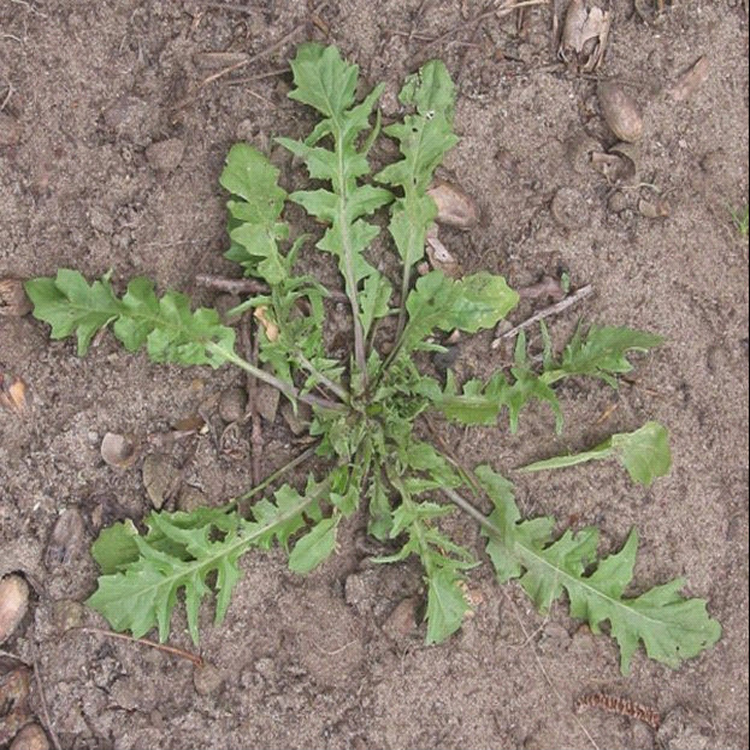 批發薺菜小苗野生薺薺菜蔬菜小苗品種齊全量大優惠