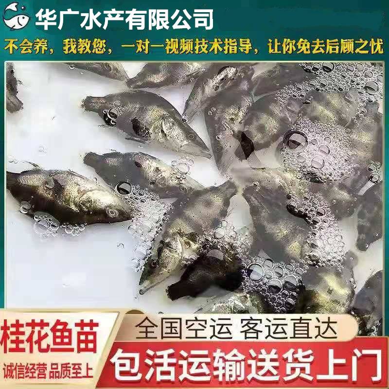 华广水产翘嘴鳜鱼苗桂花鱼苗鳜鱼苗斑鳜鱼苗桂鱼苗