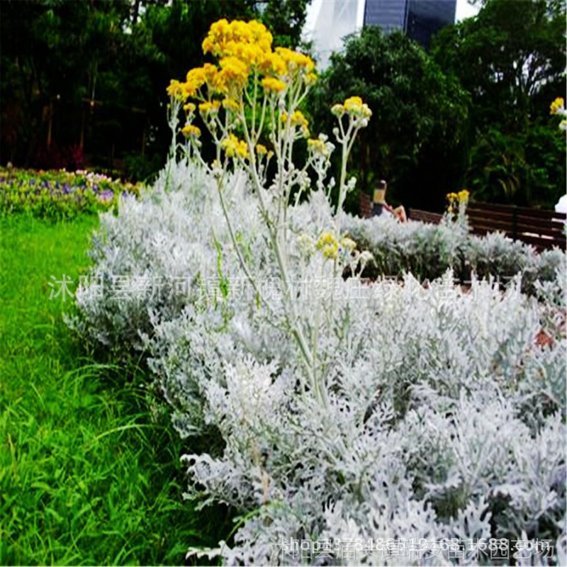 銀葉菊 園林景觀水生植物白絨毛矢車菊 供應綠化植物雪葉菊