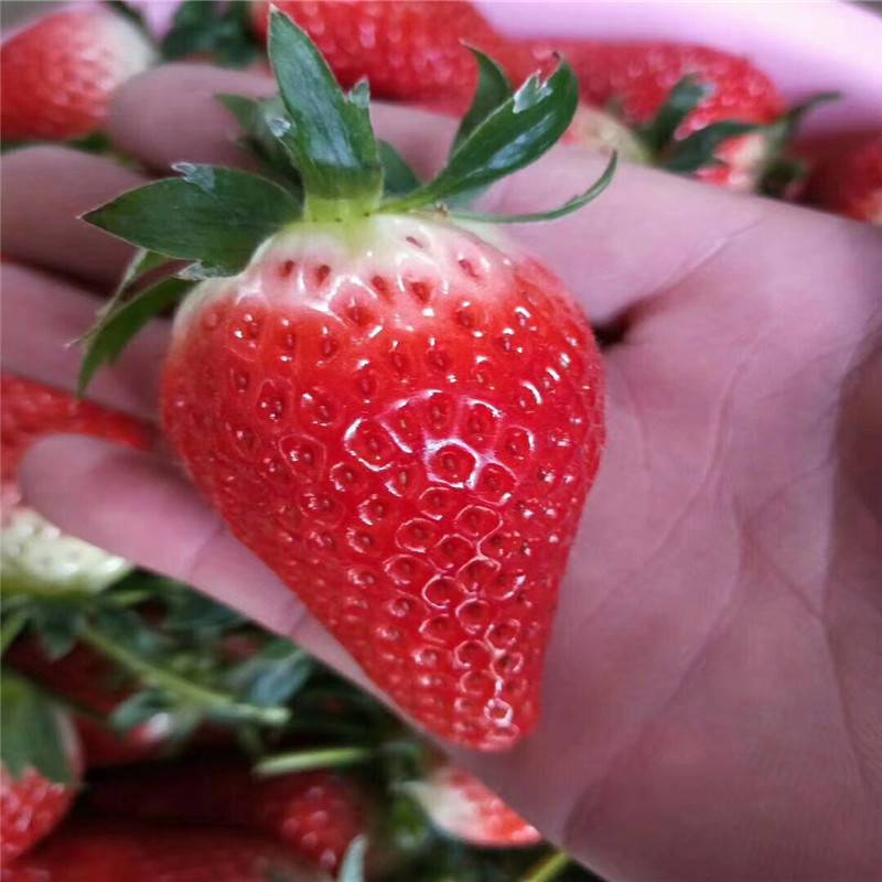 太空草莓苗多少钱一棵 牛奶草莓苗大量出售 草莓苗三叶一心