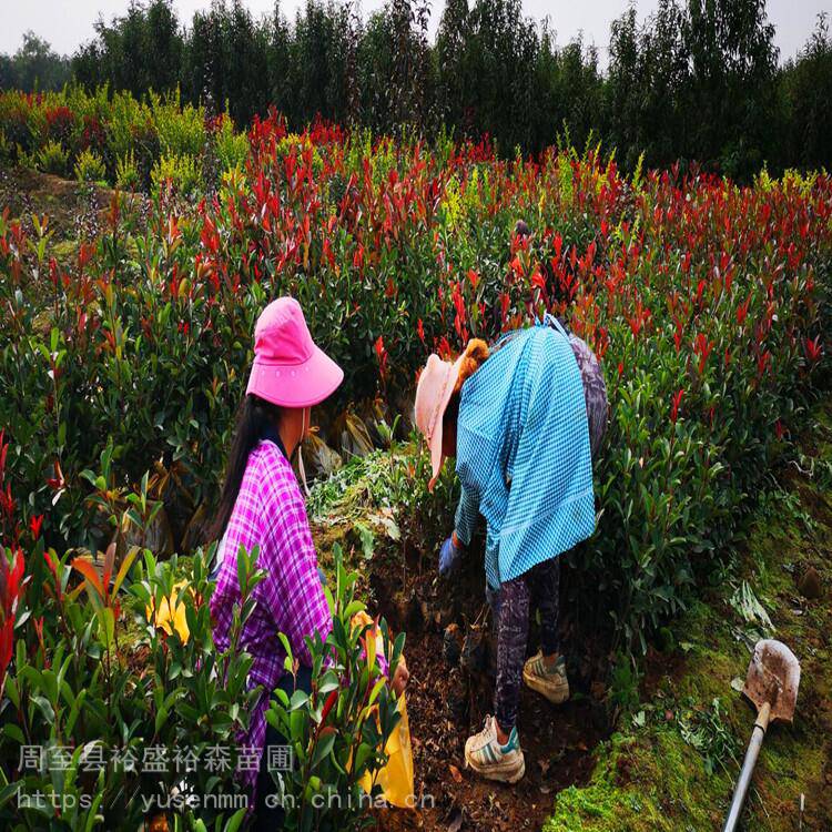 关中树苗基地多花色月季草坪地被植物球形金叶女贞