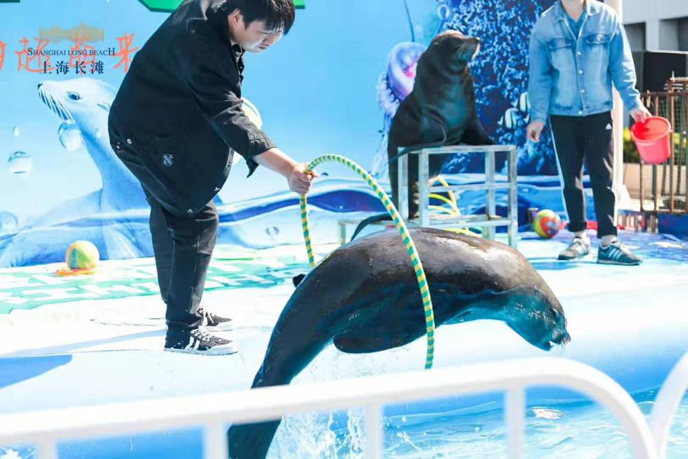 水魔方表演团专业提供大型海狮表演适用所有地方所有人