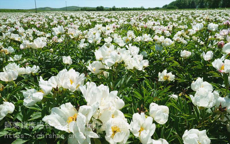 赤芍药苗一年生单瓣白花品种呼伦贝尔产地