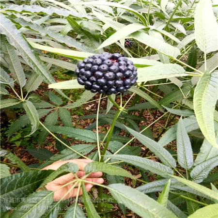 洛陽欒川野三七栽培方法竹節參供應求購竹節參苗基地直銷