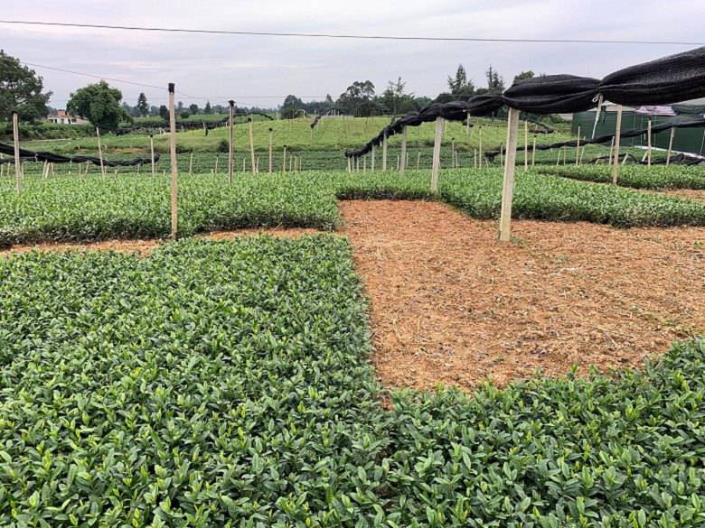 郑州市茶苗种植技术种植基地-巴渝特早茶苗、茶苗种植技术