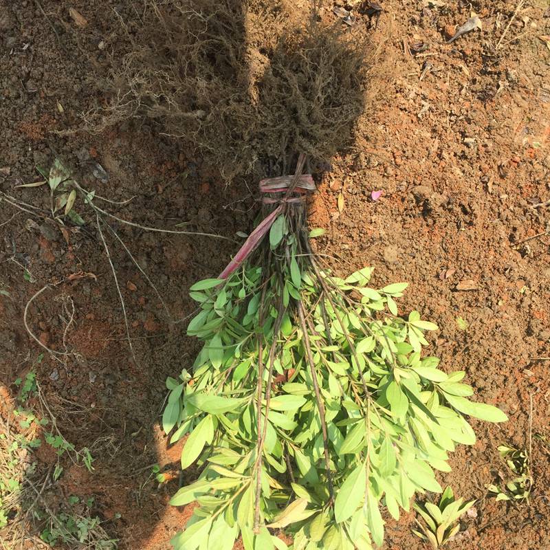 杜鹃 广东清远适合做绿篱的花卉苗木批发价格 采购价格