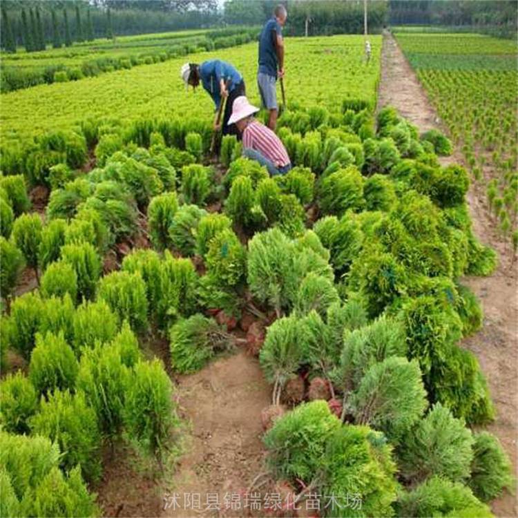 洒金柏耐寒性好 河北绿化可以栽植 黄头柏观赏性强还抗污染