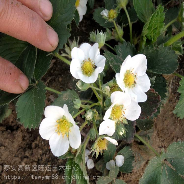 石嘴山市生产草莓苗美香砂草莓苗草产量高