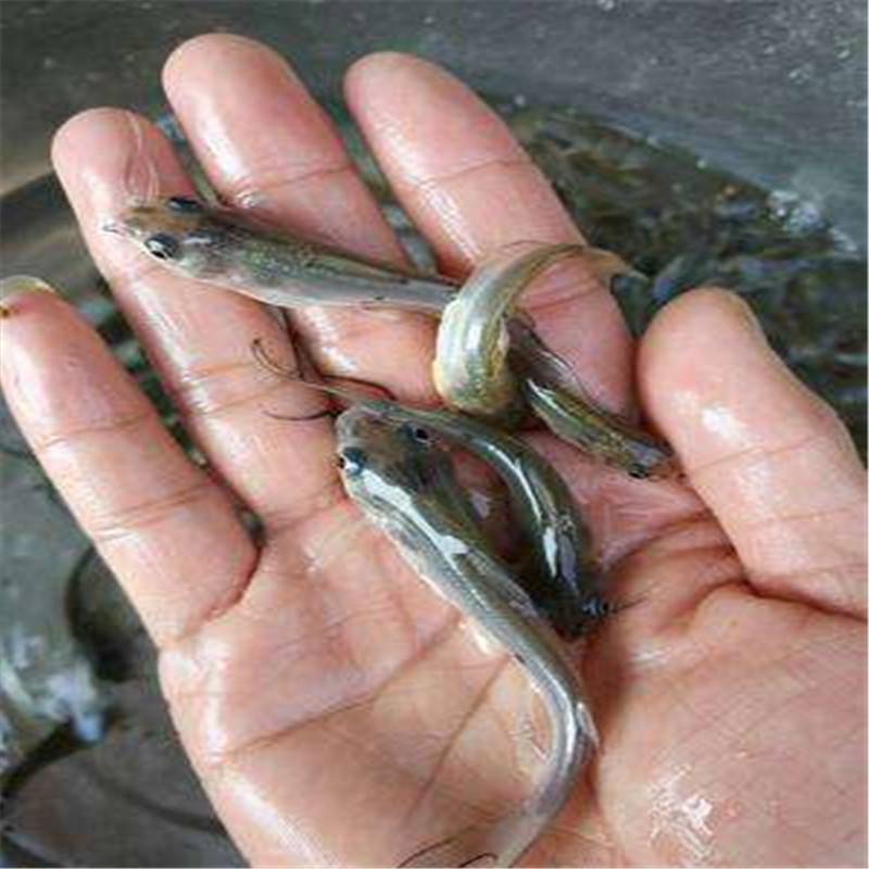 叉尾鮰魚苗廠家批發臺灣泥鰍美國斑點叉尾鮰魚苗指導養殖協助回收