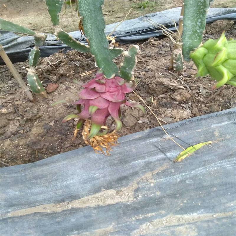 编织防草布可使用5年
