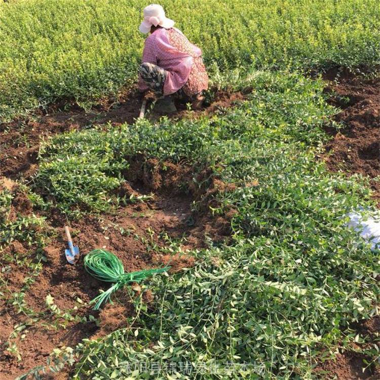 山东小叶扶芳藤基地 出售护坡植物小叶扶芳藤 当天订购当天发货