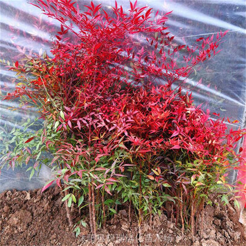 丛生南天竹 盆栽1米高3至6分枝 红色系绿化苗木 彩色树篱