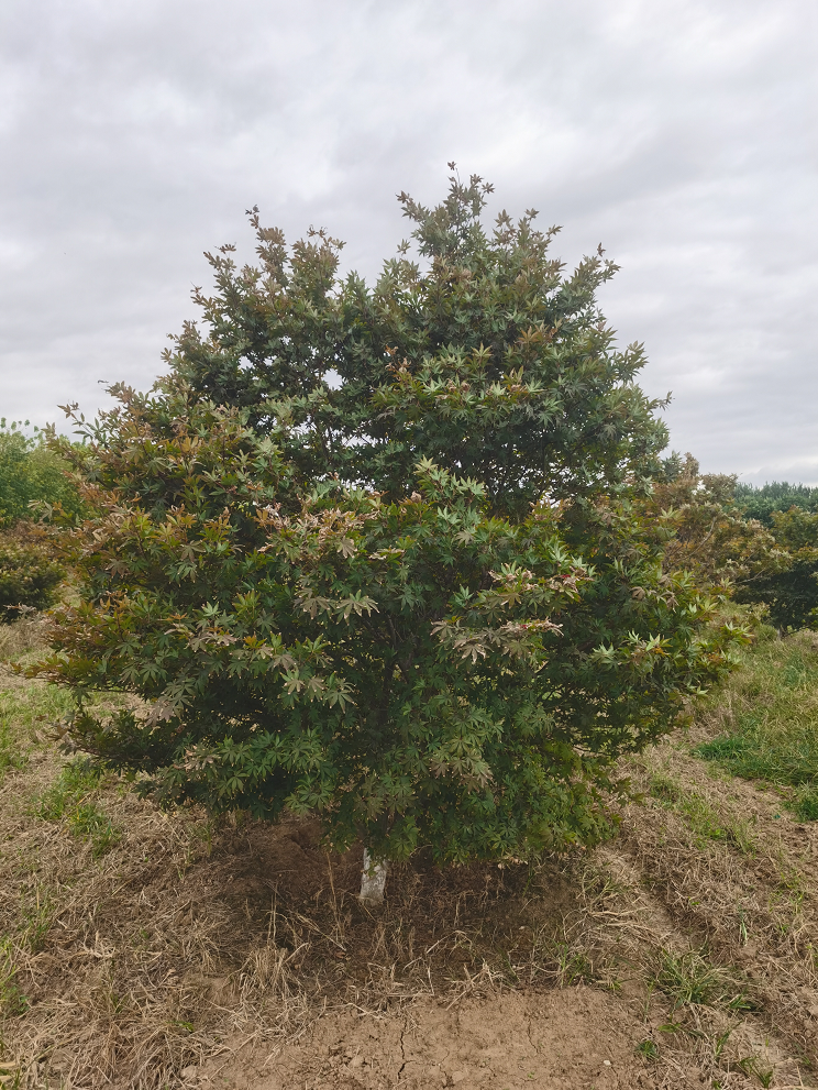 供应大量 日本红枫3-13公分 各种规格品种 量大优惠 别墅工程