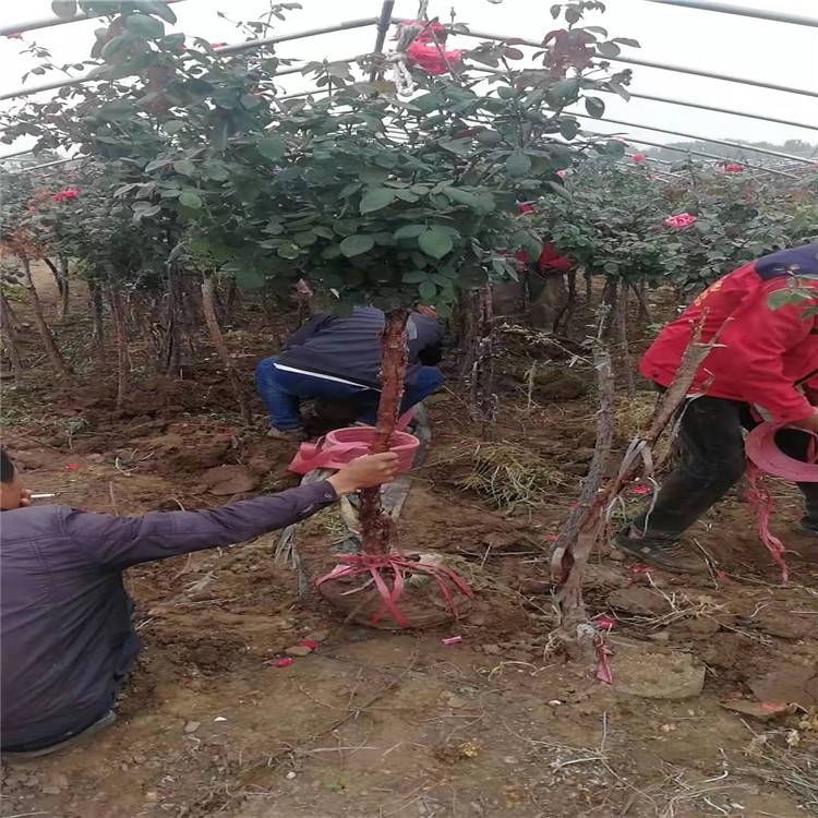 陕西树状月季生产基地-多种月季花色可选-一对一种植指导