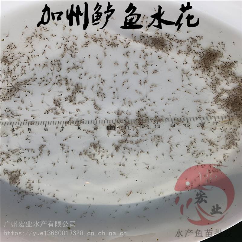 肇慶鱸魚苗規(guī)格鱸魚苗規(guī)格苗