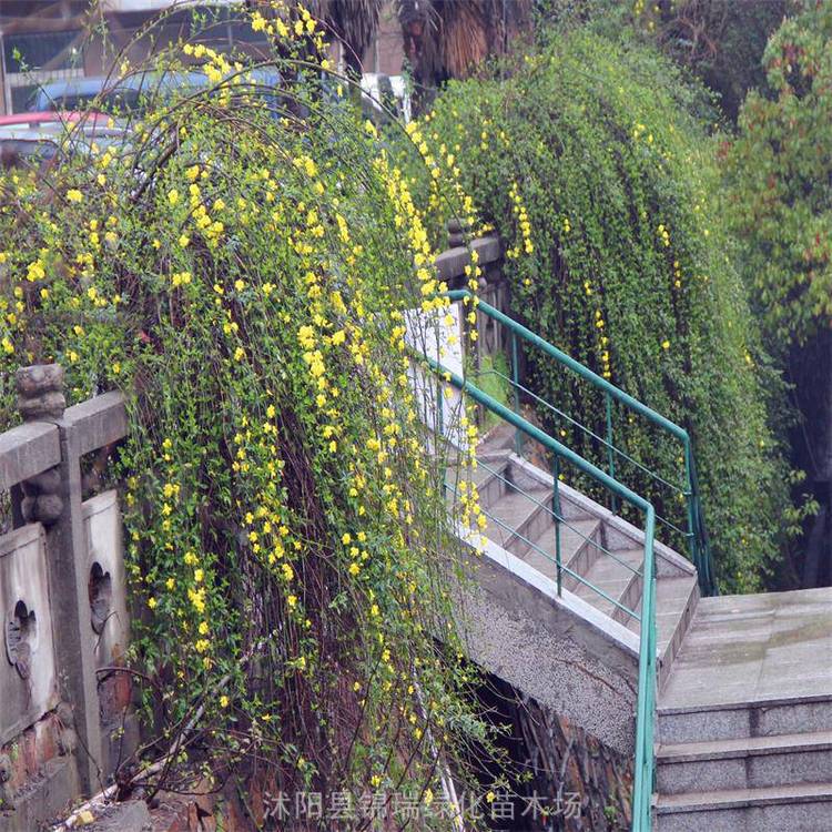 迎春花苗供应山东/山西/河北/陕西 观花植物 铁路公路护坡绿化