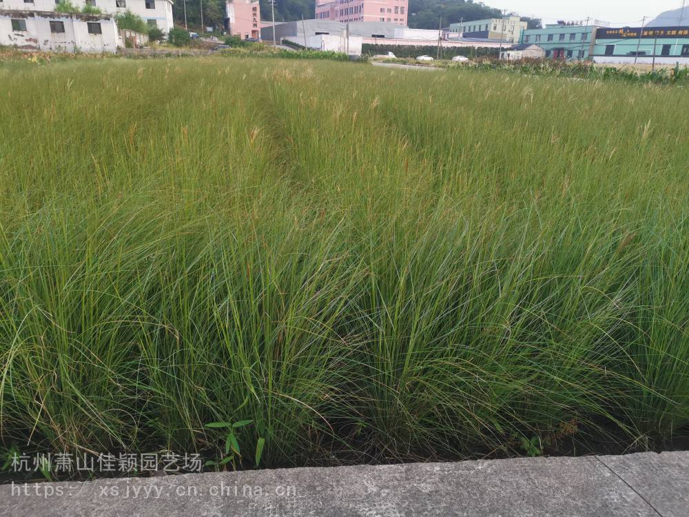 基地直销细叶芒细叶芒价格细叶芒细叶芒自产自销