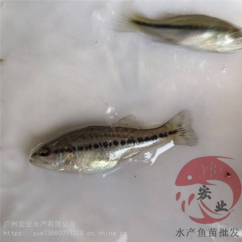 云浮鱸魚水花大量供應(yīng)鱸魚苗批發(fā)