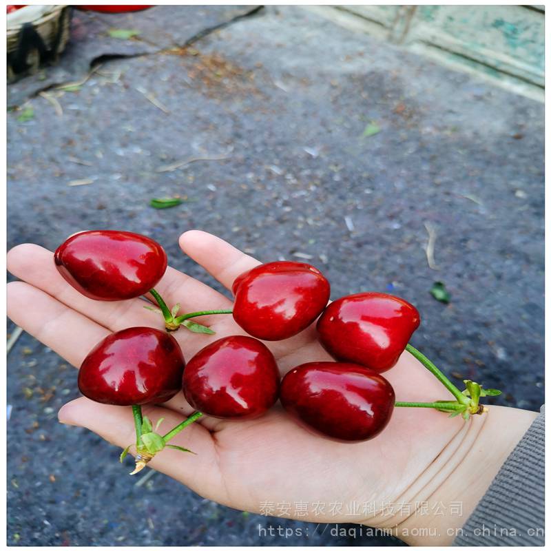 安徽种植大樱桃苗品种蓄冷量低保证结果惠农吉塞拉樱桃树