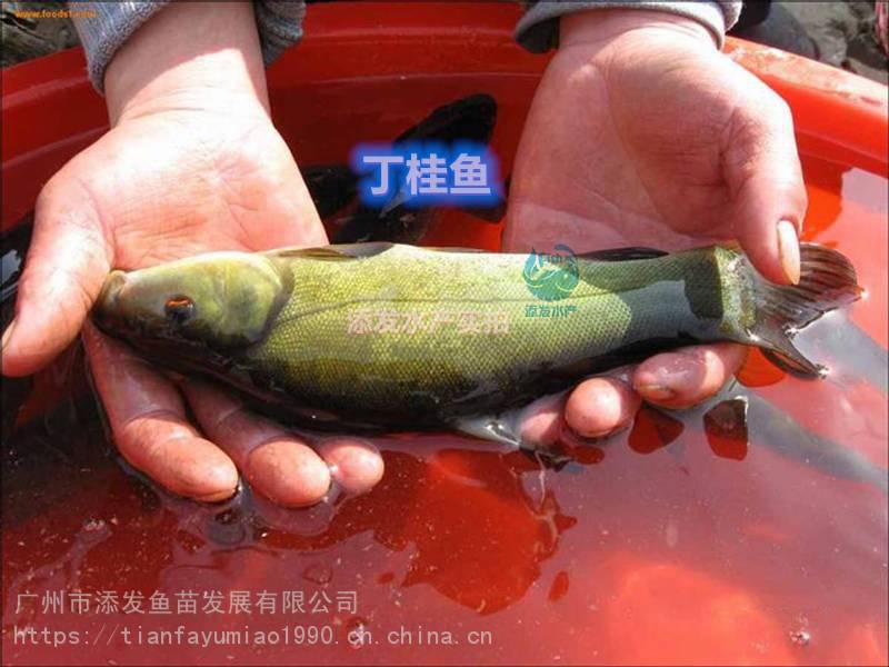 本魚苗場長期供應大口鯰,縮骨大頭魚,黃鱔,七星鱸魚,加州鱸,石金錢龜