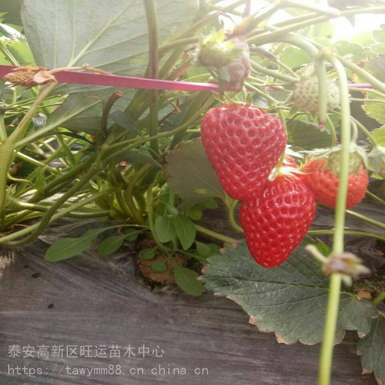 莆田市草莓苗一亩地栽几棵脱毒草莓苗欢迎访问