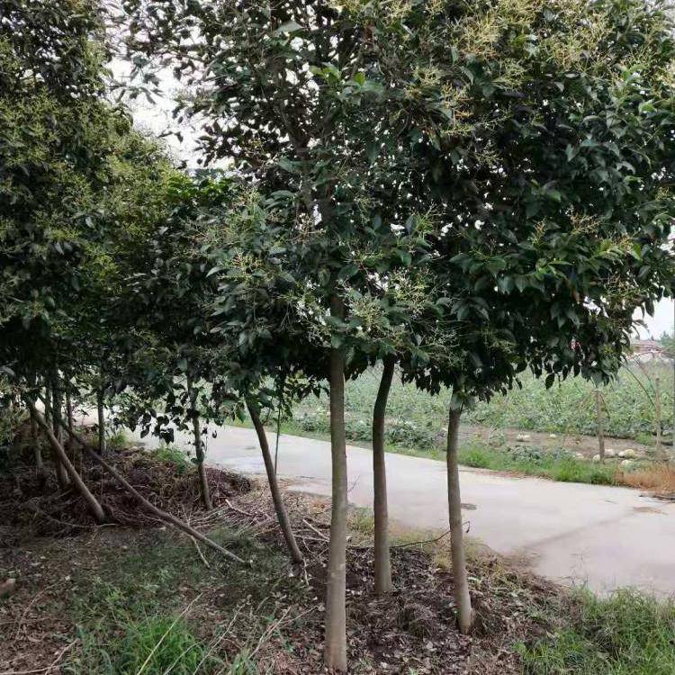 11公分大叶女贞_5公分大叶女贞_杭州大叶女贞种植基地