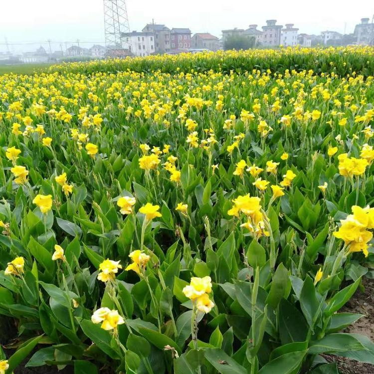 黄花水生美人蕉基地 多年生种苗大量销售 种根粗壮易成活