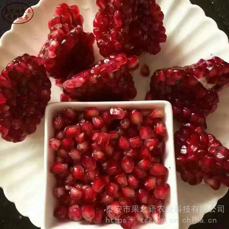 红如意软籽石榴品种、红如意软籽石榴量大从优