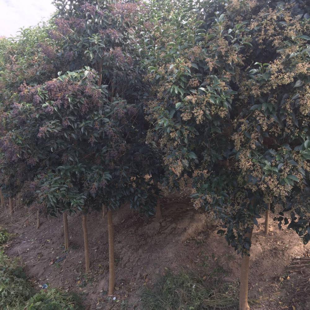 6公分大叶女贞树苗_精品大叶女贞_高淳女贞苗木基地