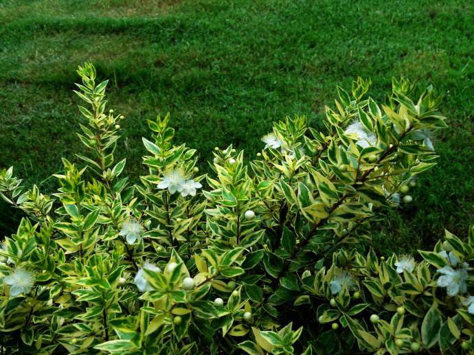 包括高羊茅,黑麦草,早熟禾,混播,翦股颖,马蹄金,中华结缕草,狗牙根,白