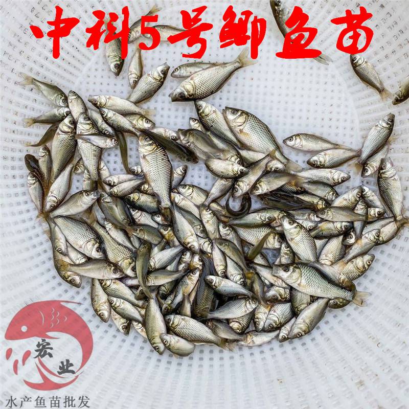 北海成活率高中科五號鯽魚苗中科五號鯽魚苗自產