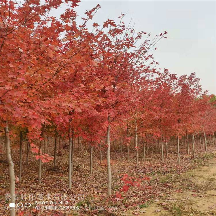 美国红枫 农户自销 批发种植户 培育基地 10-15公分美国红枫