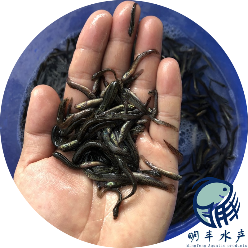 泥鰍苗魚鰍臺(tái)灣鰍批發(fā)行情浙江泥鰍水花批發(fā)價(jià)格