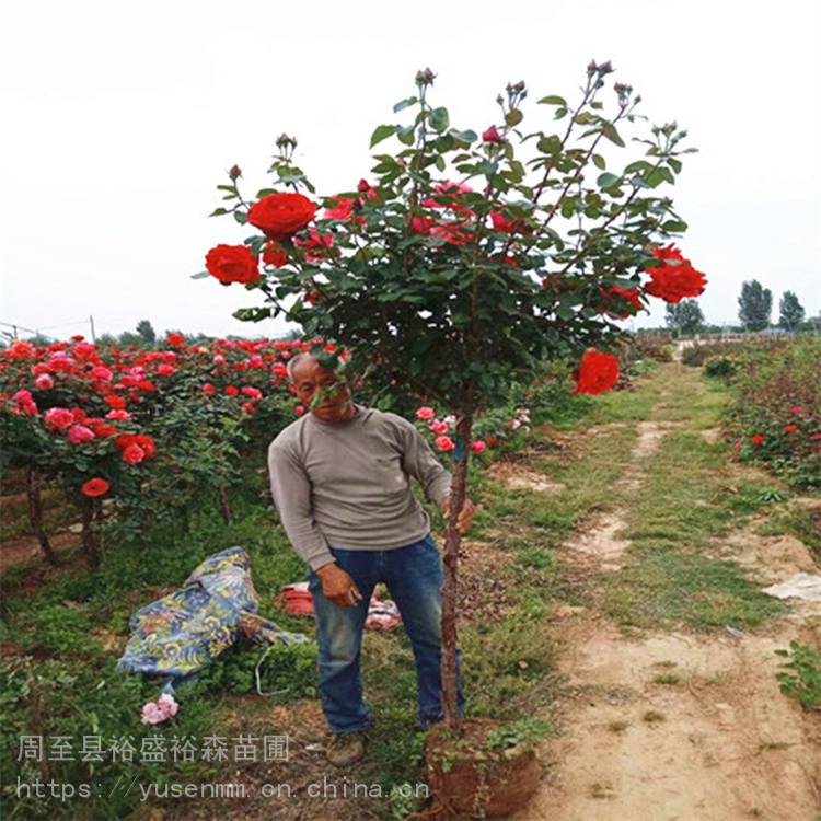 月季现挖苗好成活红王子锦带春秋栽植绿化苗木苗圃