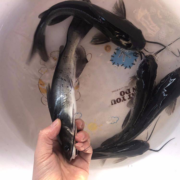 魚苗 叉尾魚苗 斑點叉尾鮰魚苗 上一個 下一個> 美國斑點叉尾鮰魚苗