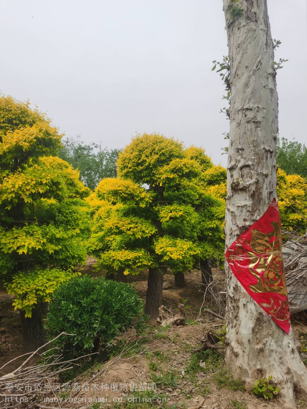 直供金叶榆树苗 庭院种植观赏点缀 四季常青 规格齐全 造型金叶榆