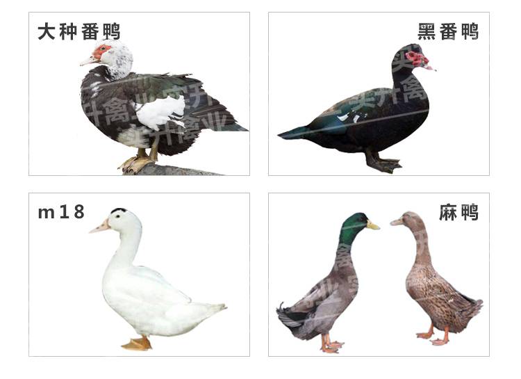 贵州黔南鸭苗 广西桂柳鸭苗 占头鸭苗交易场 哪里卖白鸭苗 大白沙鸭苗