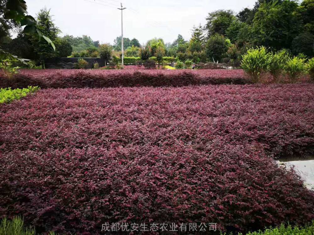 红花继木小苗(红花继木小苗几年能开花)