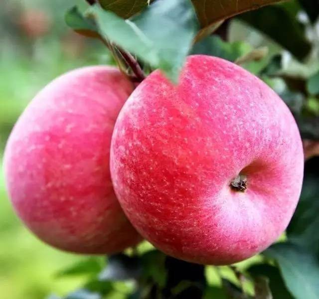 富藤苹果苗新报价 富藤苹果苗多少钱