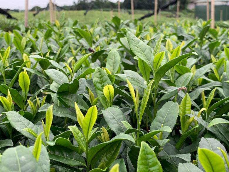 眉山市绿茶茶苗市场走向-名选131茶苗、绿茶茶苗