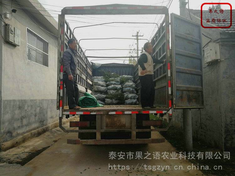 布莱登蓝莓苗价格、布莱登蓝莓苗种植技术